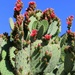 prickly pear by blueberry1222