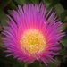 Wildflower by anitaw