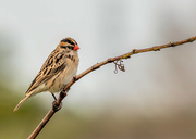21st May 2023 - Pin tailed Whyda female