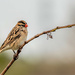 Pin tailed Whyda female by ludwigsdiana