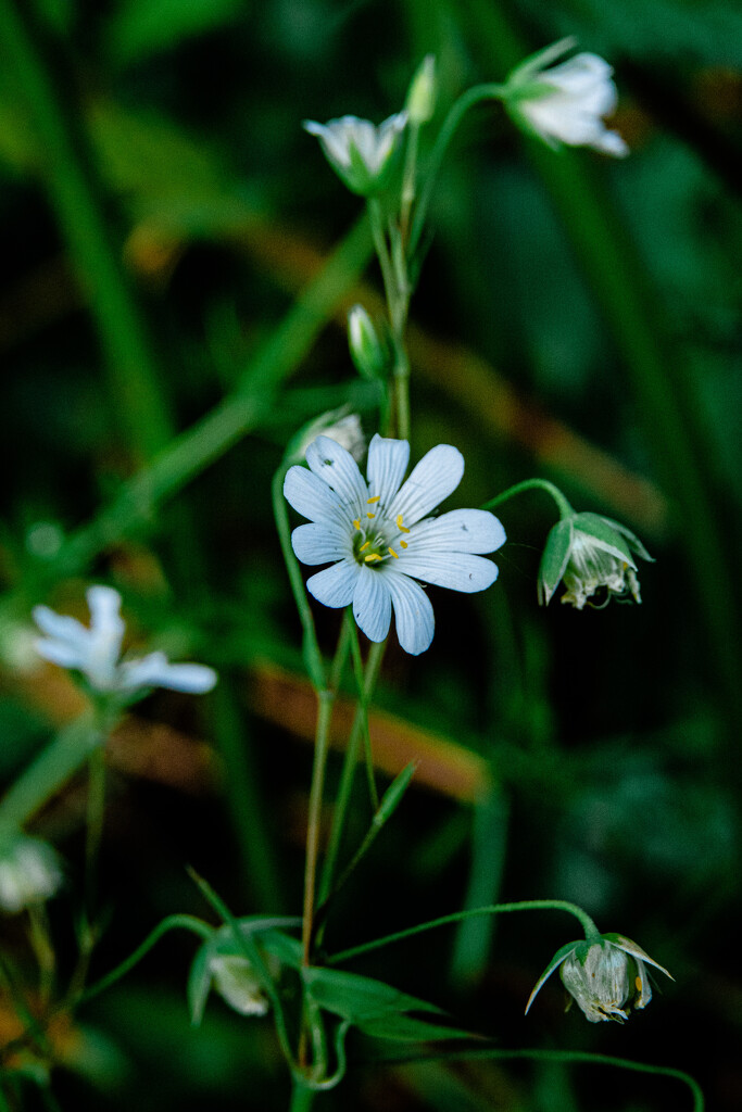 Greater stitchwort by catangus