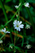 20th May 2023 - Greater stitchwort