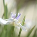 Iris by sakkasie