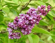 12th May 2023 - Lilac in the Garden