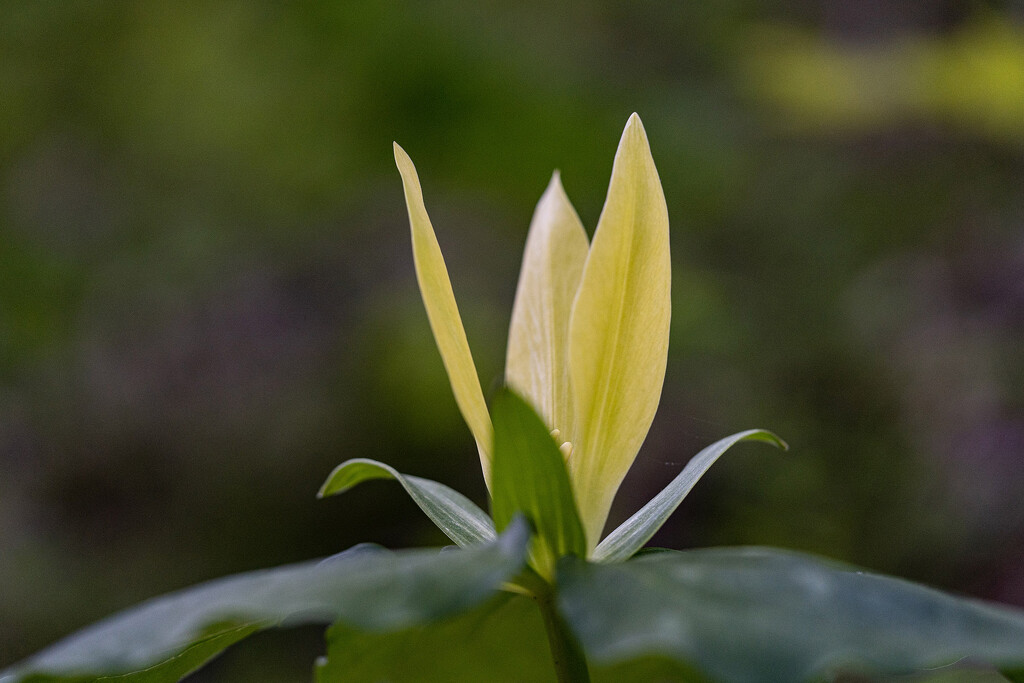 Golden Bloom by k9photo