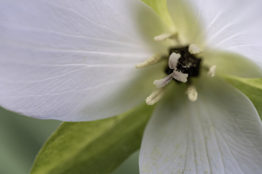 Trillium Grandiflorum by k9photo