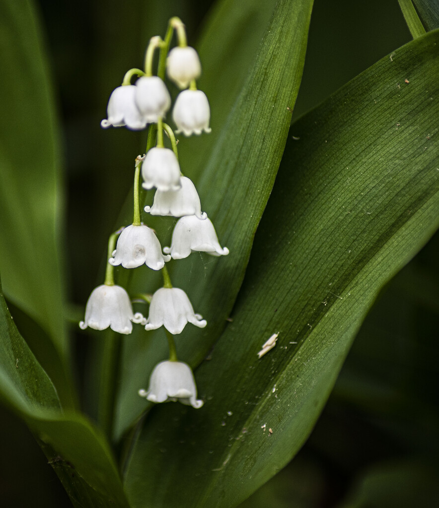 lily of the valley by darchibald