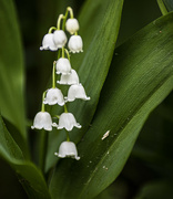 21st May 2023 - lily of the valley