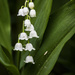 lily of the valley by darchibald