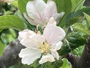 15th May 2023 - Pear Blossom