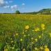 Spring flowers of Wales by janbarrett