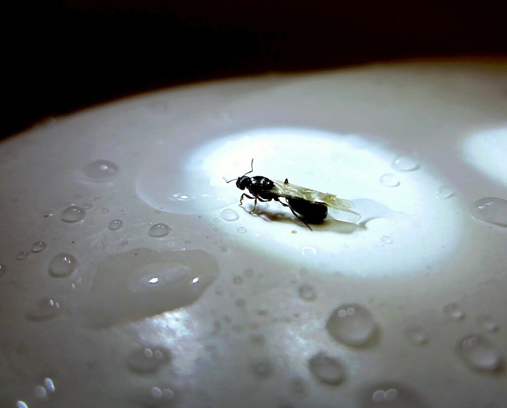 Leteći mrav šeće by vesna0210