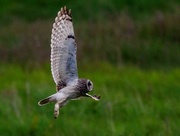 21st May 2023 - Short Eared Owl 