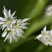 Wild Garlic by clearlightskies