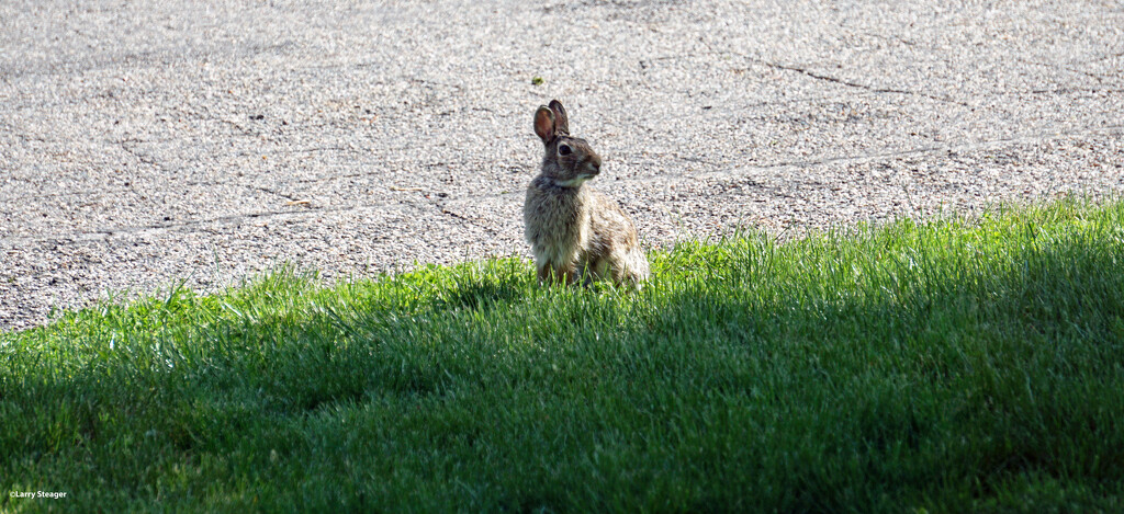Rabbit on the curb by larrysphotos
