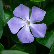 21st May 2023 - Greater Periwinkle