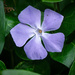 Greater Periwinkle by 365nick