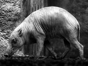 21st May 2023 - babirusa (NOT a baby rhino)