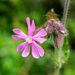 Campion by 365nick