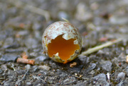 16th May 2023 - Little Egg