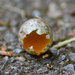 Little Egg by stephomy