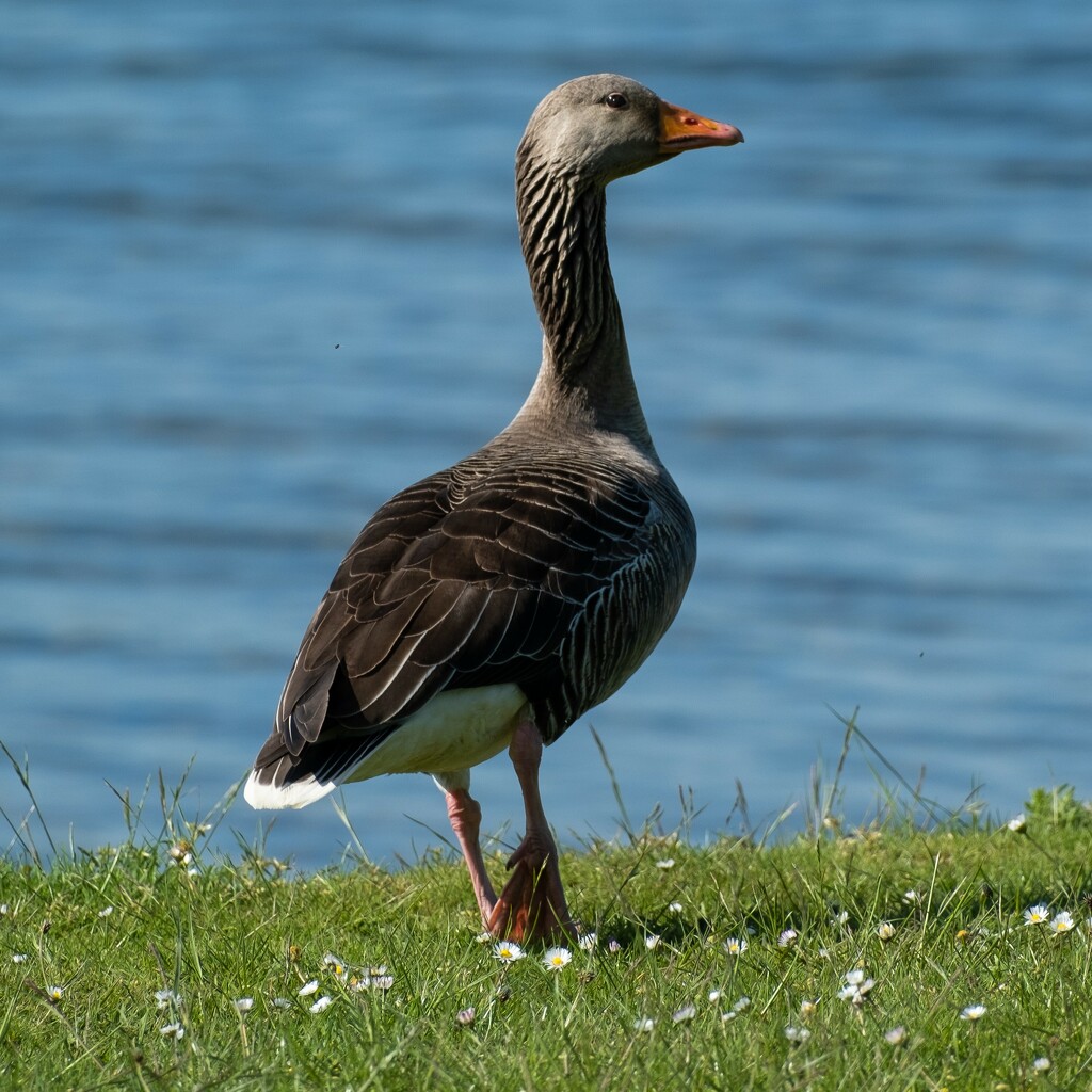 Greylag Goose by brocky59