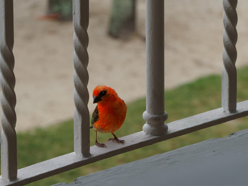 Red Cardinal Fody by marshwader