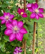 21st May 2023 - Clematis
