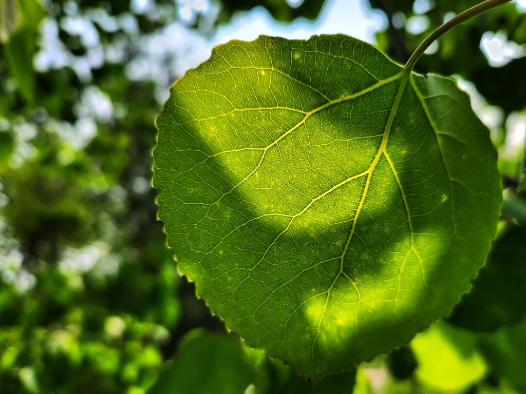 Poplar leaf by ljmanning