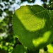 Poplar leaf