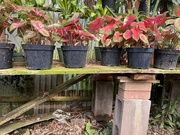 20th May 2023 - Potted Plants at The Flower Farm