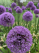 21st May 2023 - Alliums