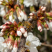 Pollen collector by robgarrett