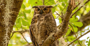 21st May 2023 - Great Horned Owl!