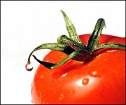 31st Jan 2011 - You say tomato....