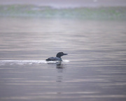 21st May 2023 - Loon in the morning fog