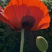 Red Poppy by clay88