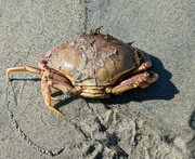 12th May 2023 - Crab