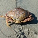 Crab by harbie