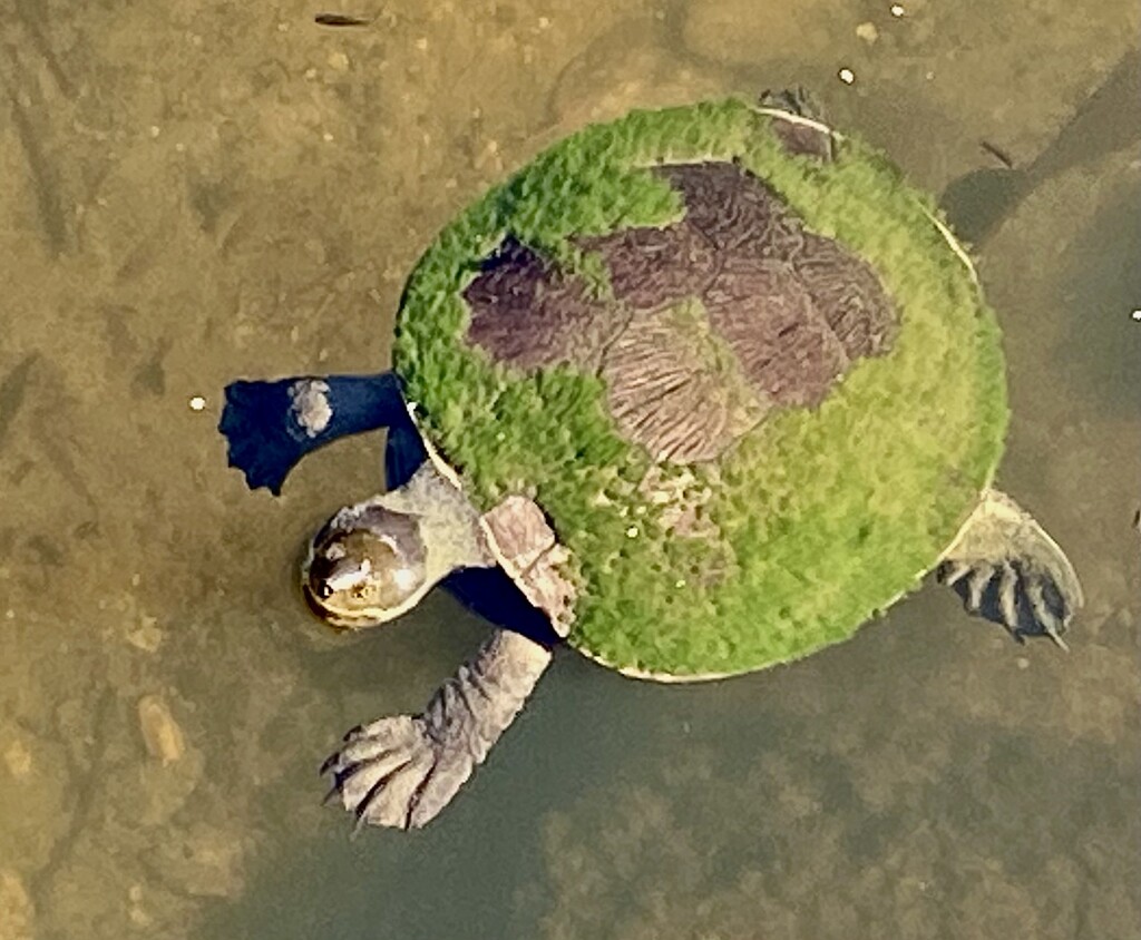Turtle by sugarmuser