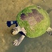 Turtle by sugarmuser
