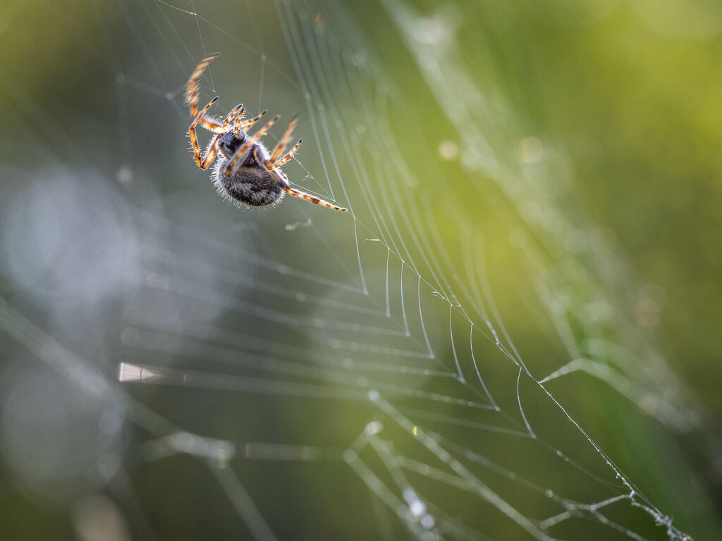 Spider web repair by haskar