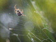 21st May 2023 - Spider web repair
