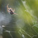 Spider web repair