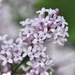 Lilac by casablanca