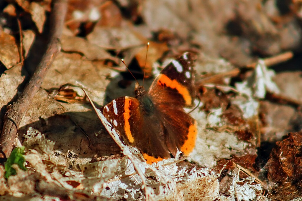 Red Admiral in the Sun  by princessicajessica