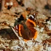 Red Admiral in the Sun 