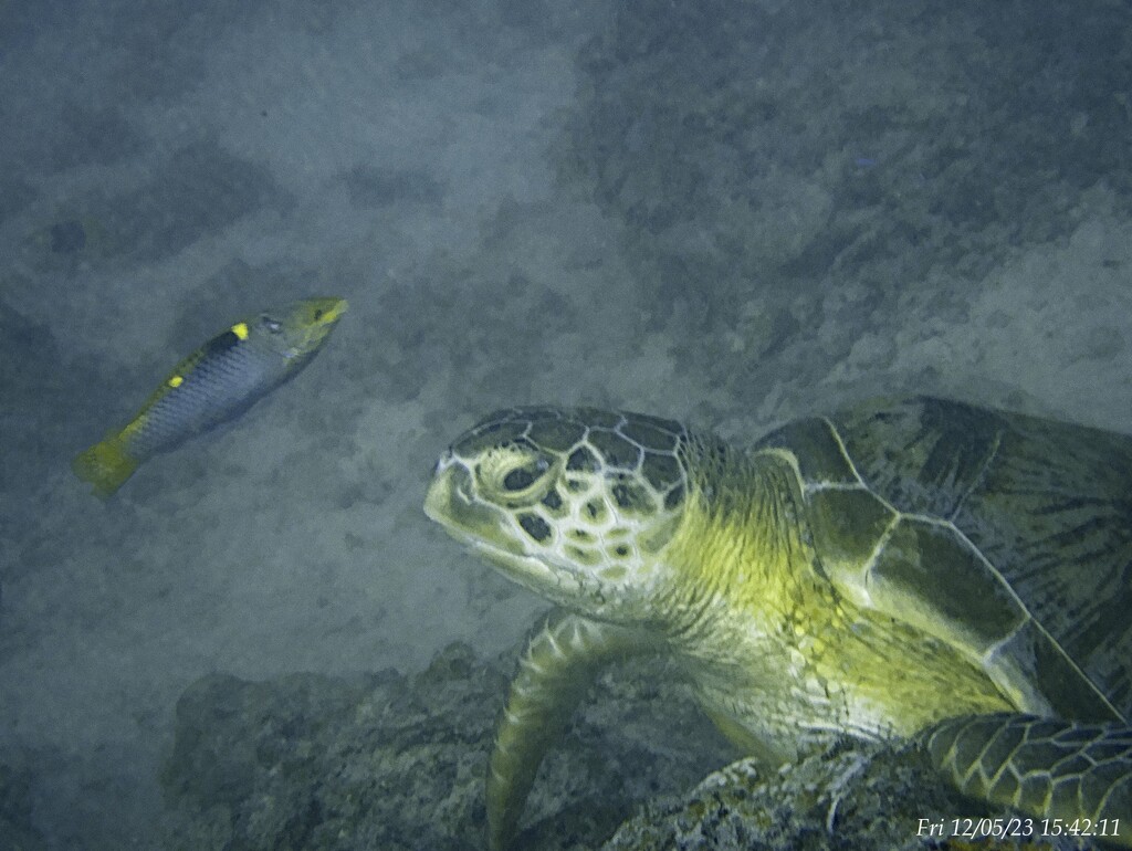 Sea turtle by wh2021