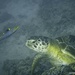 Sea turtle by wh2021
