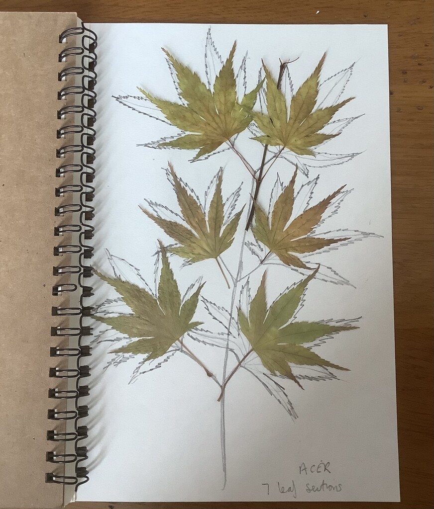 Acer. Garden sketch. by keeptrying